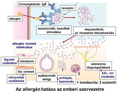 allerg.jpg